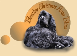 bently_01
